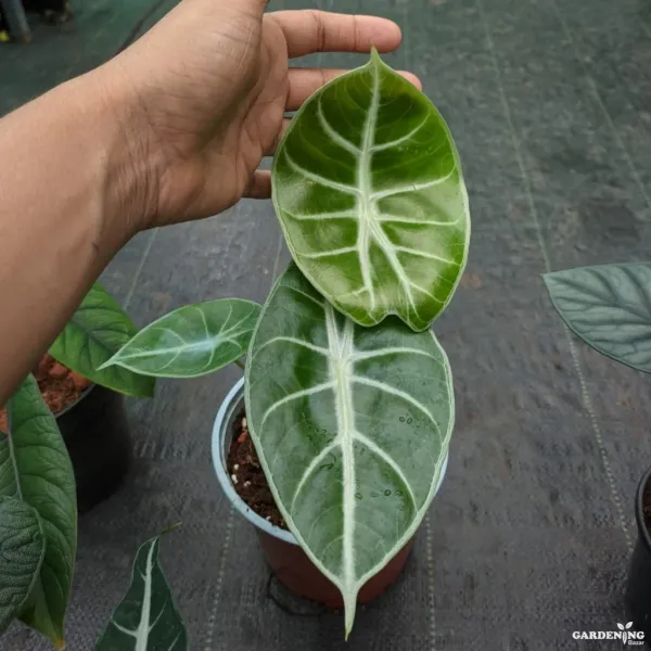 Premium Indoor Plants Combo (Pink Dragon, Melo, Grandis)