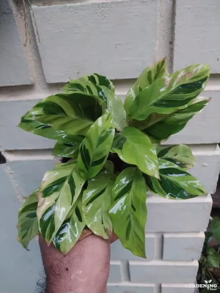 Calathea Yellow Fusion