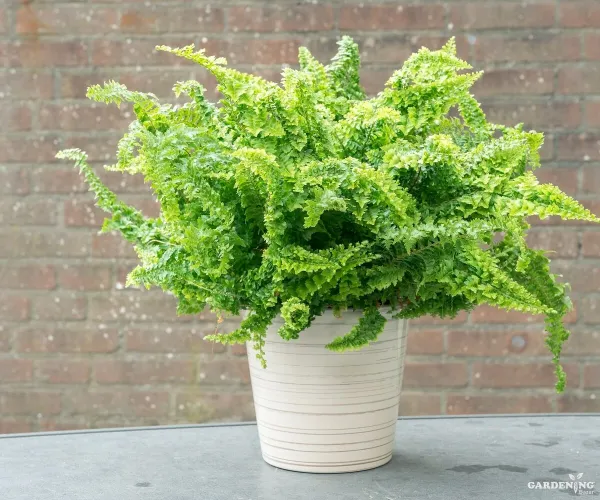 Ruffle Fern