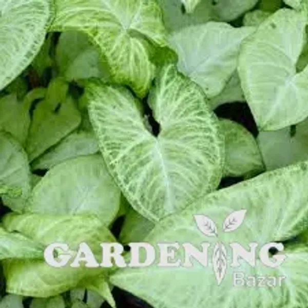 White Butterfly Syngonium