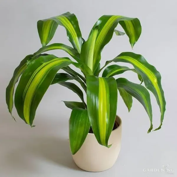Dracaena fragrans