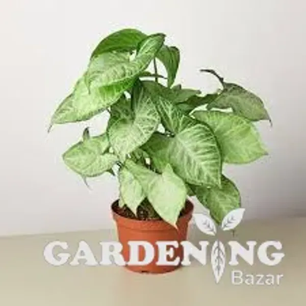 Philodendron Plant Combo Of 4 (Philodendron Meloni Golde, Syngonium White Butterfly, Philodendron Gloriousum ,  Philodendron Golden Xanandu )