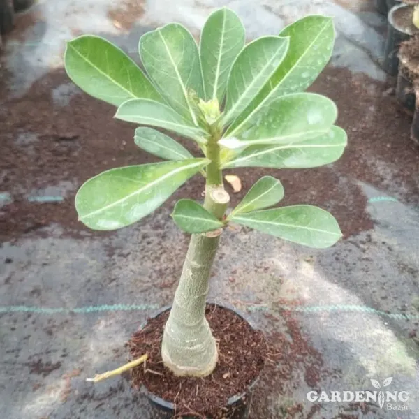 Grafted Adenium Obesum R28