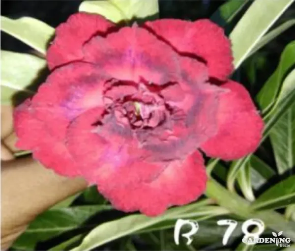 Grafted Adenium Obesum R78