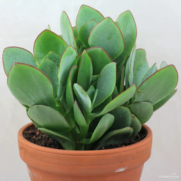 Mini Succulent Combo Of 2 Plants(crassula arborescens,Echeveria Harmsii Ruby)