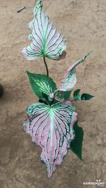 Thai Beauty Caladium