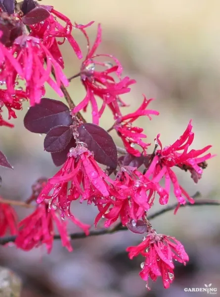 Loropetalum / Chinese Fringe