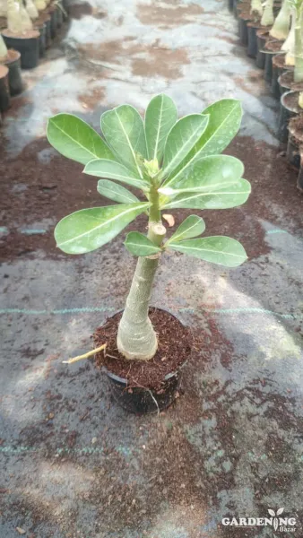 Grafted Adenium Obesum Combo Of 4