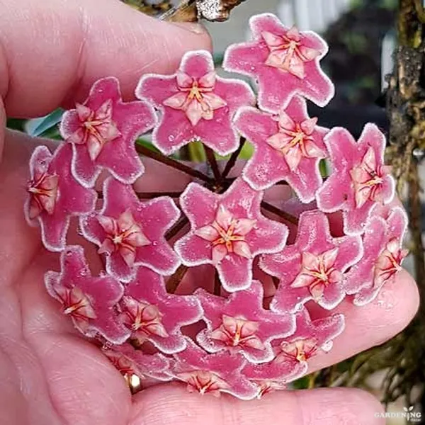 Hoya skinneriana