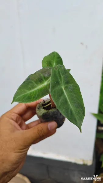 Pink Dragon Plant (Aglaonema ‘Pink Dragon’)