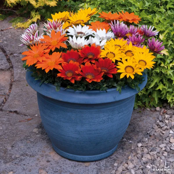 Gazania F1 Kiss Mix Qty(10)