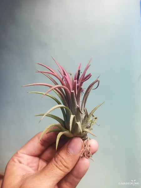 Air Plant Combo Of 4