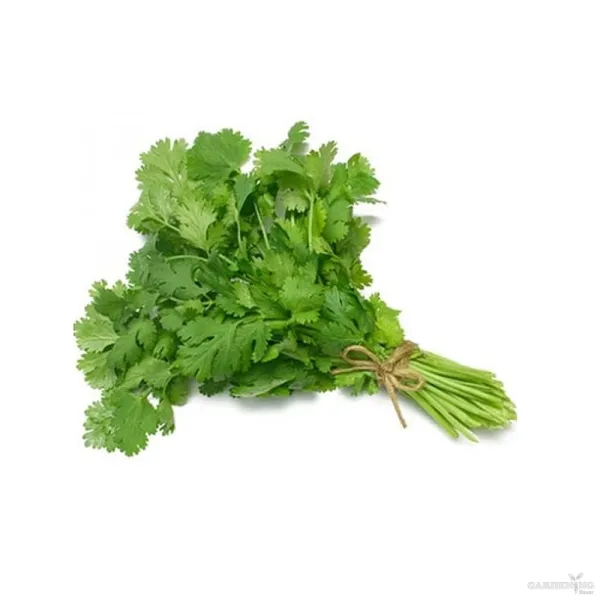 Coriander Seeds (Dhaniya) Qty (150-200)
