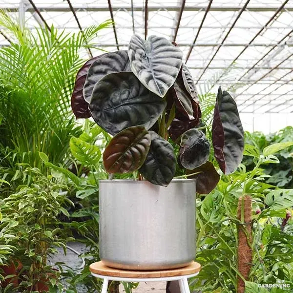 Alocasia Cuprea