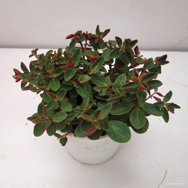 Peperomia Rubella