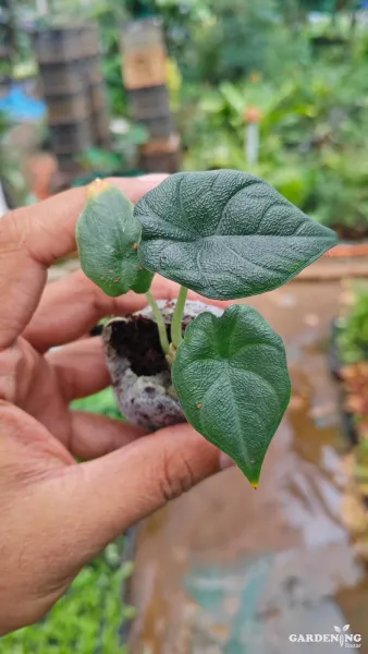 Melo (Aglaonema melo)