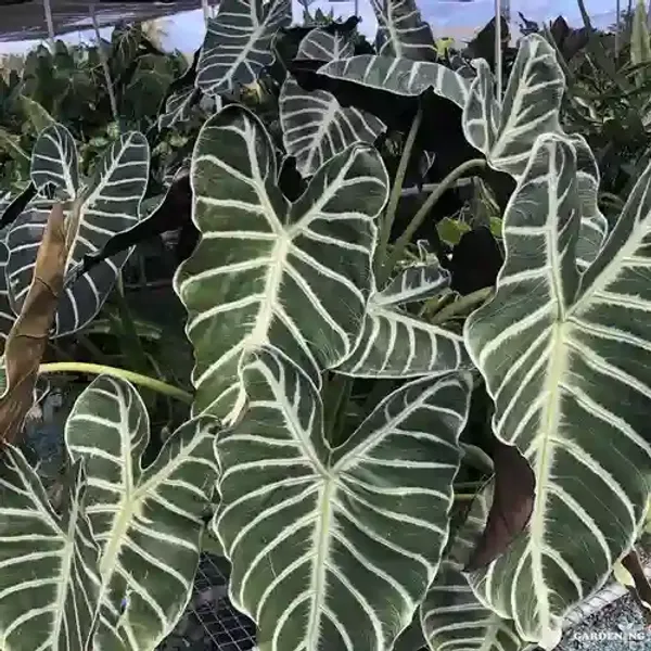 Grandis (Aglaonema grandis)