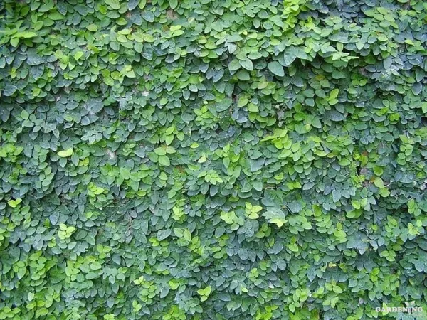 Creeping Fig / Ficus Pumila / Ivy / Chipkali Bail