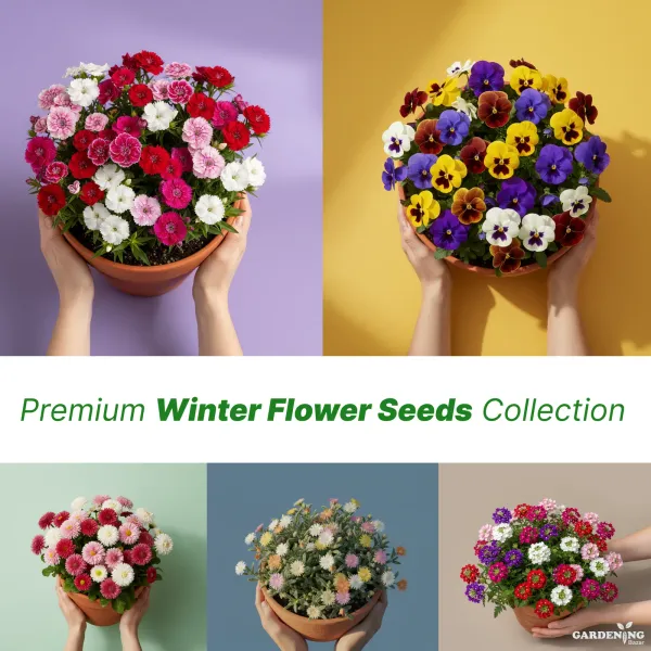 Premium Winter Flower Seeds Combo [Mesembryanthemum Ice Plant(10), Verbena(10), Bellis(10), Dianthus & Pansy(10)]