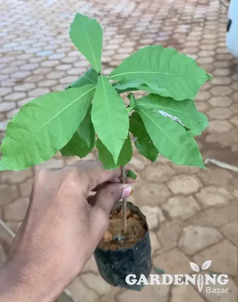 Petria Flower