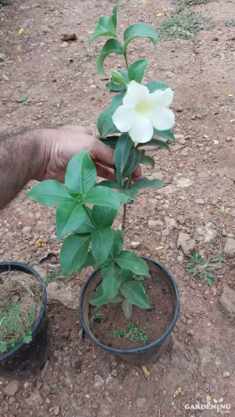 Allamanda White