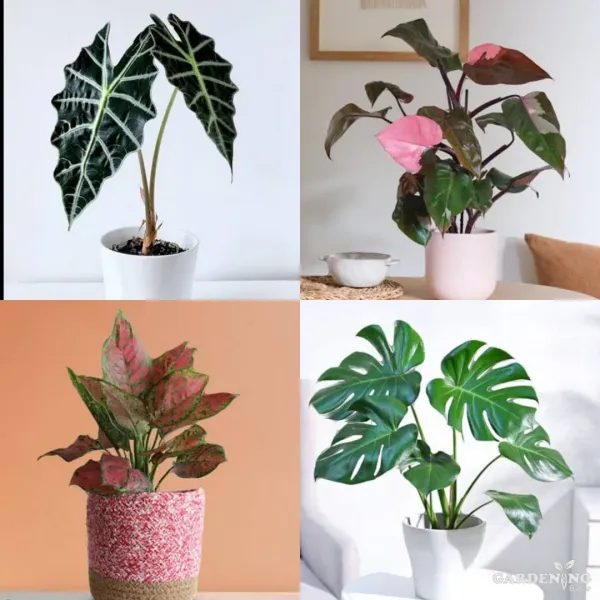 Exotic Combo Of 4 (Alocasia Amazonica, Pink Princess Philodendron, Aglaonema Pink Valentine, Monstera deliciosa)