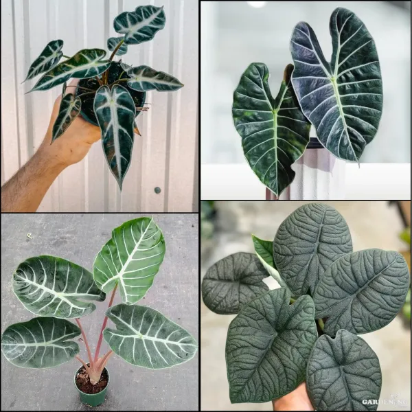 Premium Indoor Plants Combo (Pink Dragon, Grandis, Melo, Bambino)