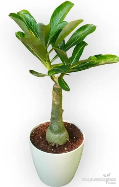 Grafted Adenium Obesum R28