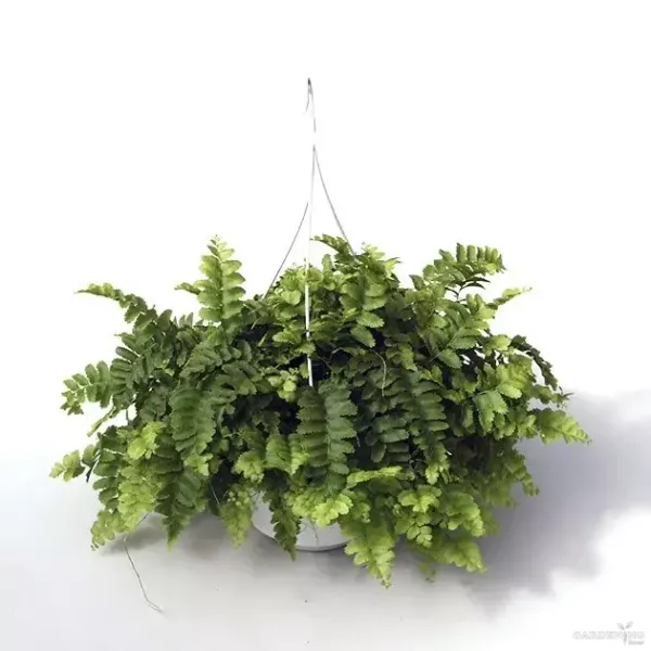 Pom pom fern
