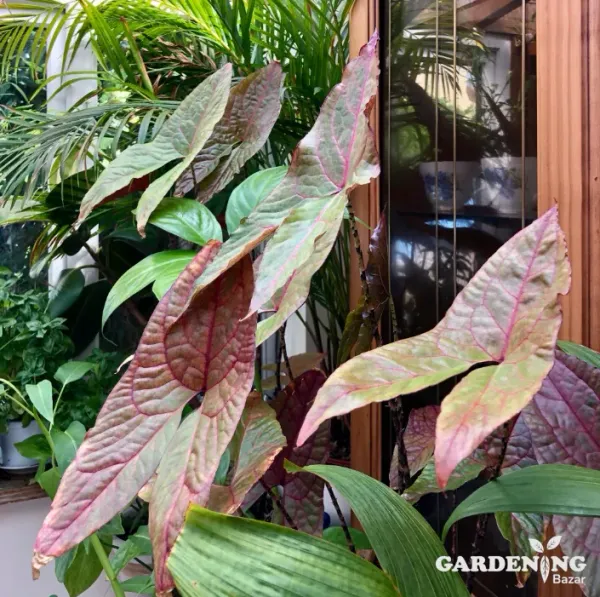 Alocasia Jhonstoni ( Extreme Rare Alocasia Variety)