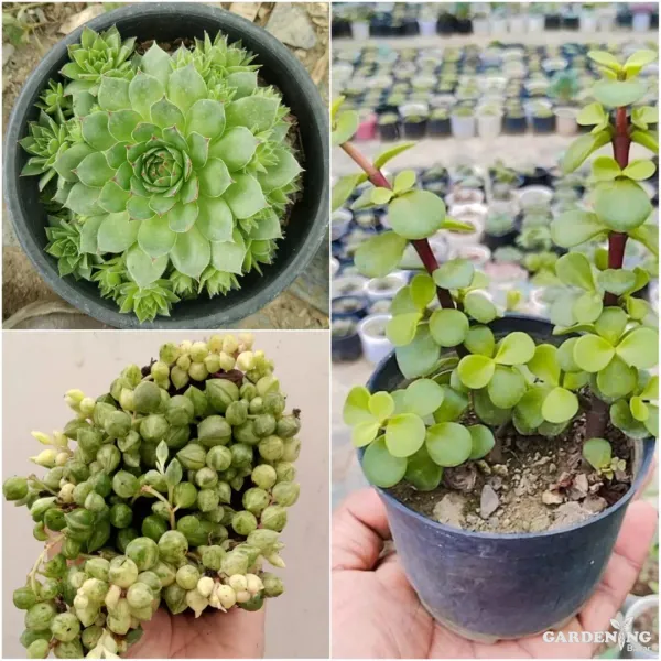 Mini Succulent Combo Of 3 Plants (Jade plant, Lakshmi Kamal, Variegated String Of Pearls)