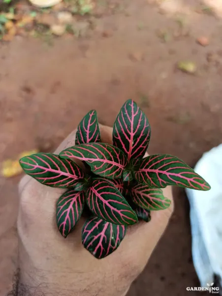 Fittonia  Combo Of  12