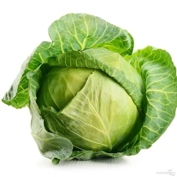 Cabbage Hybrid Seed Qty(30-50)