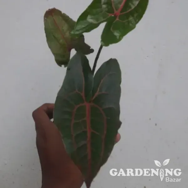Alocasia Jhonstoni ( Extreme Rare Alocasia Variety)