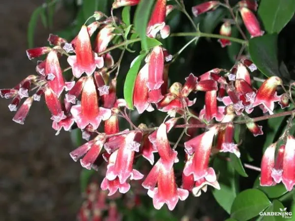 Wonga wonga creeper (Pandorea pandorana)