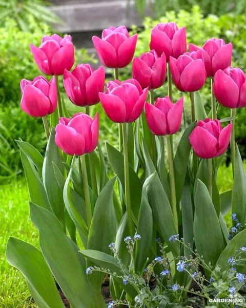 Tulips Pink 5 Bulbs (Imported varieties)