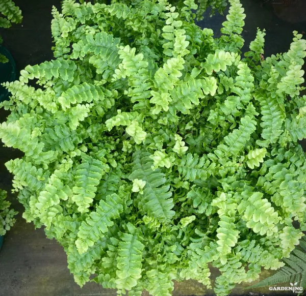 Pom pom fern