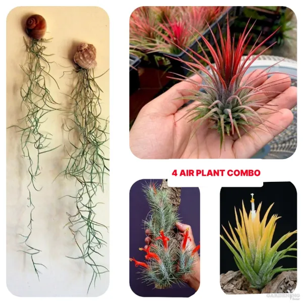 Air Plant Combo Of 4