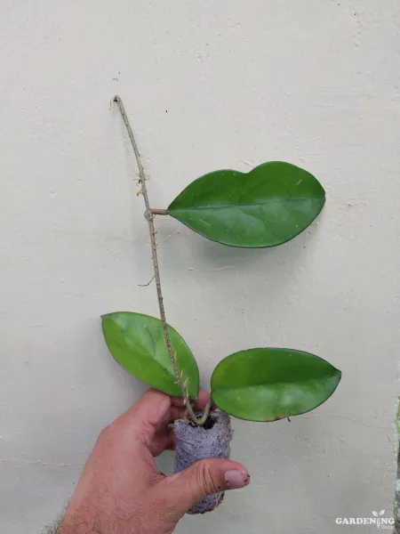 Hoya skinneriana