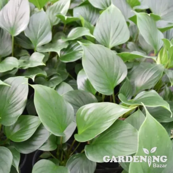Homalomena Emerald Gem