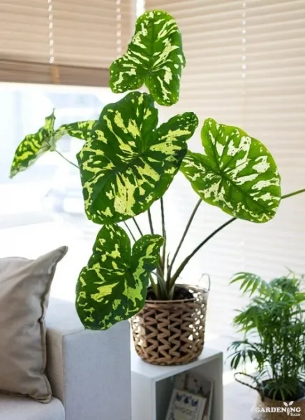 Alocasia Hilo Beauty