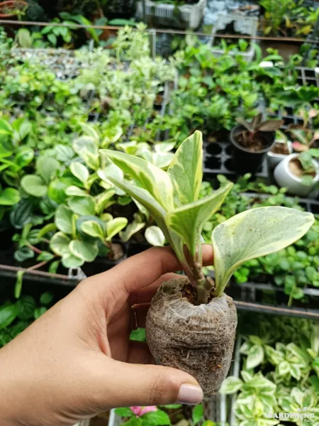 Peperomia Variegated