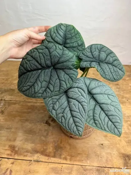 Melo (Aglaonema melo)