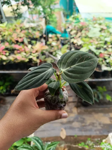 Philodendron Melanochrysum Rare