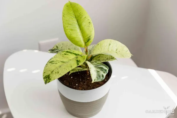 Exotic Combo Of 4 (Philodendron Sun Red, Ficus Elastica Tineke White, Homalomena Emerald Gem, Ficus Shiveriana)