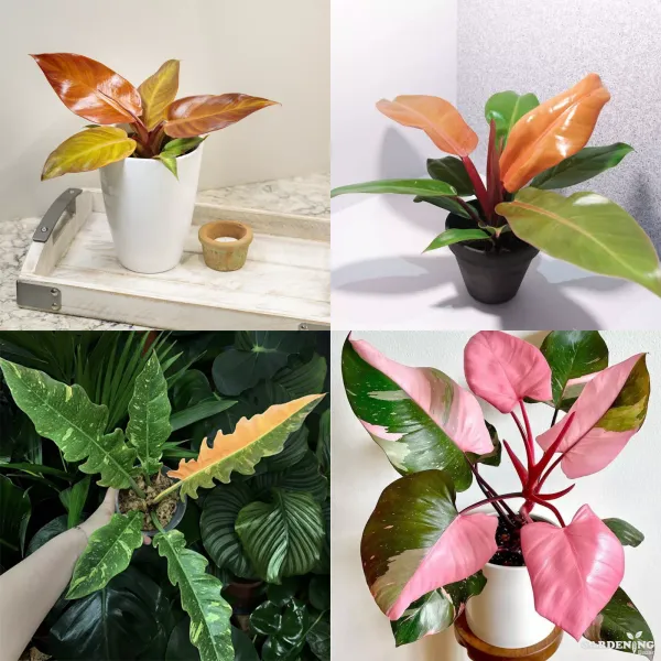 Exotic Philodendron Colorful Collection (Philodendron Sun Red, Philodendron Orange Princess, Philodendron Ring of Fire Variegated, Pink Princess Philodendron)