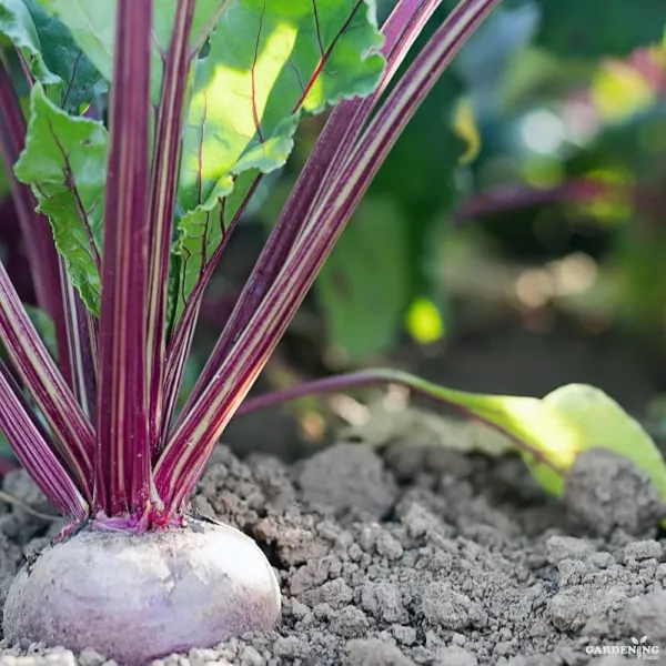 Beetroot Seeds Qty (30-50)