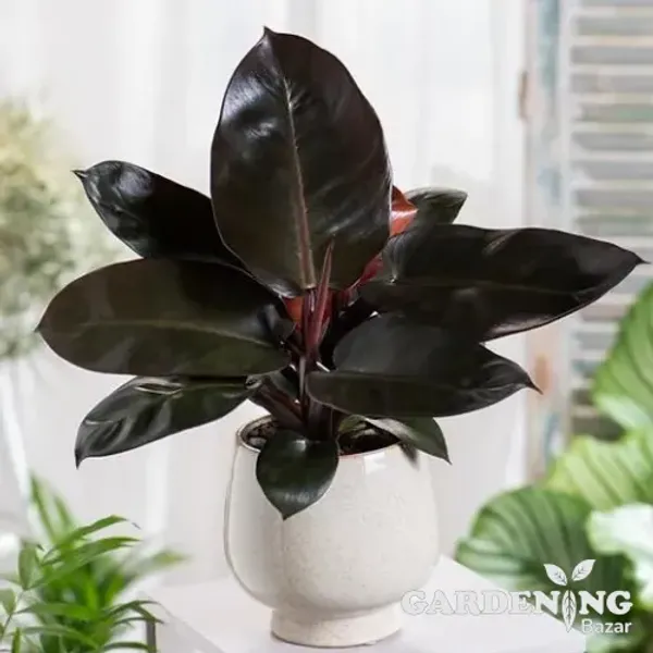 Black Cardinal philodendron