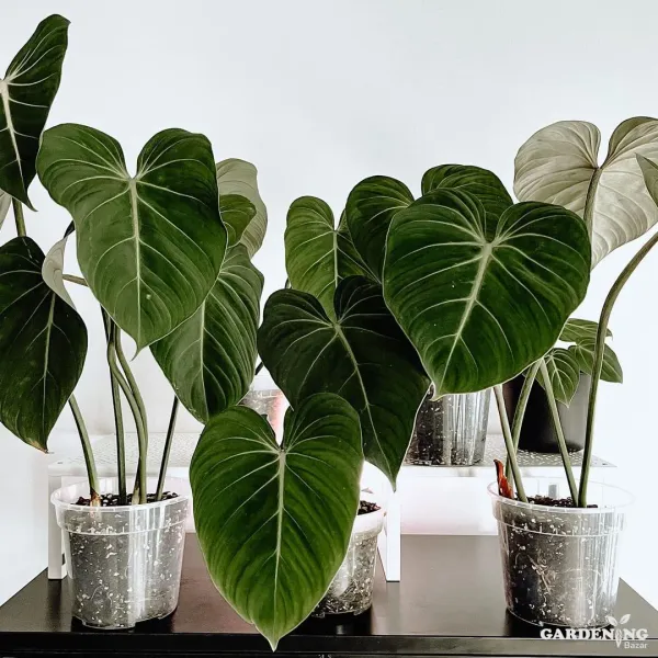 Philodendron Plant Combo Of 4 (Philodendron Meloni Golde, Syngonium White Butterfly, Philodendron Gloriousum ,  Philodendron Golden Xanandu )