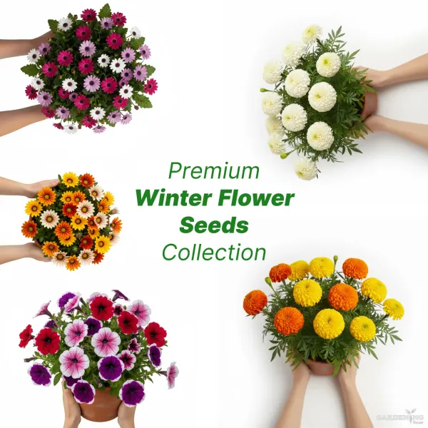 Premium Winter Flower Seeds Combo [Cineraria(10), Gazania(10), Petunia(10) & Marigold(5)]